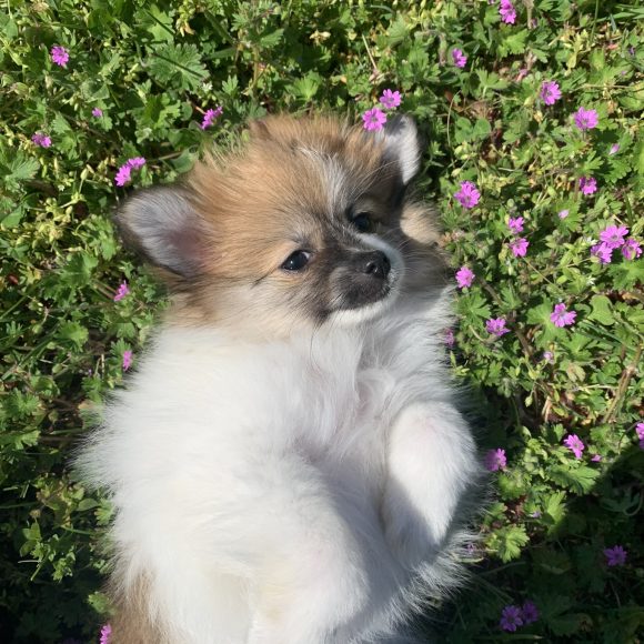 Peaches – Baby Girl Pomeranian