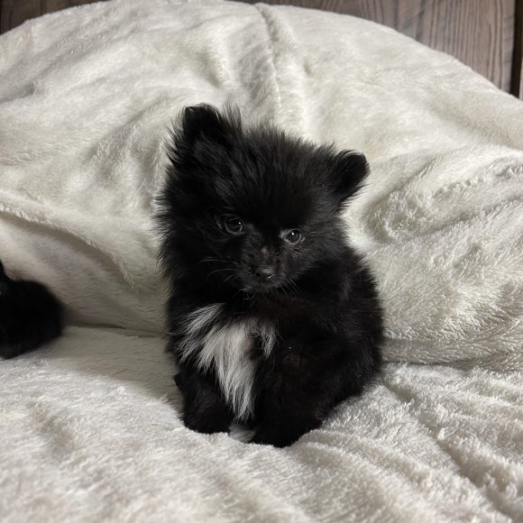 Clarissa – Baby Girl Pomeranian