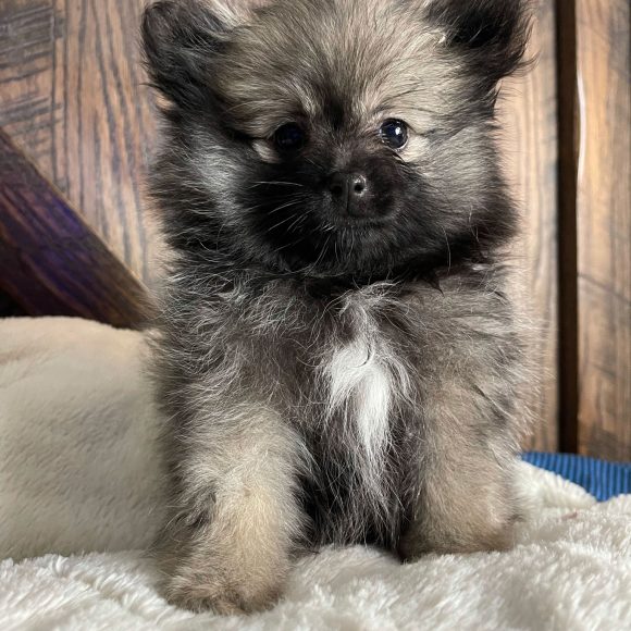Quinn – Baby Girl Pomeranian