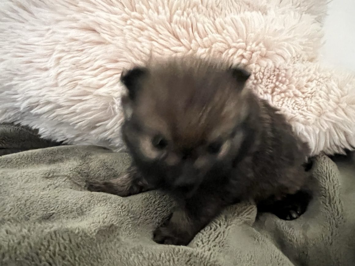 Juliet – Baby Girl Pomeranian