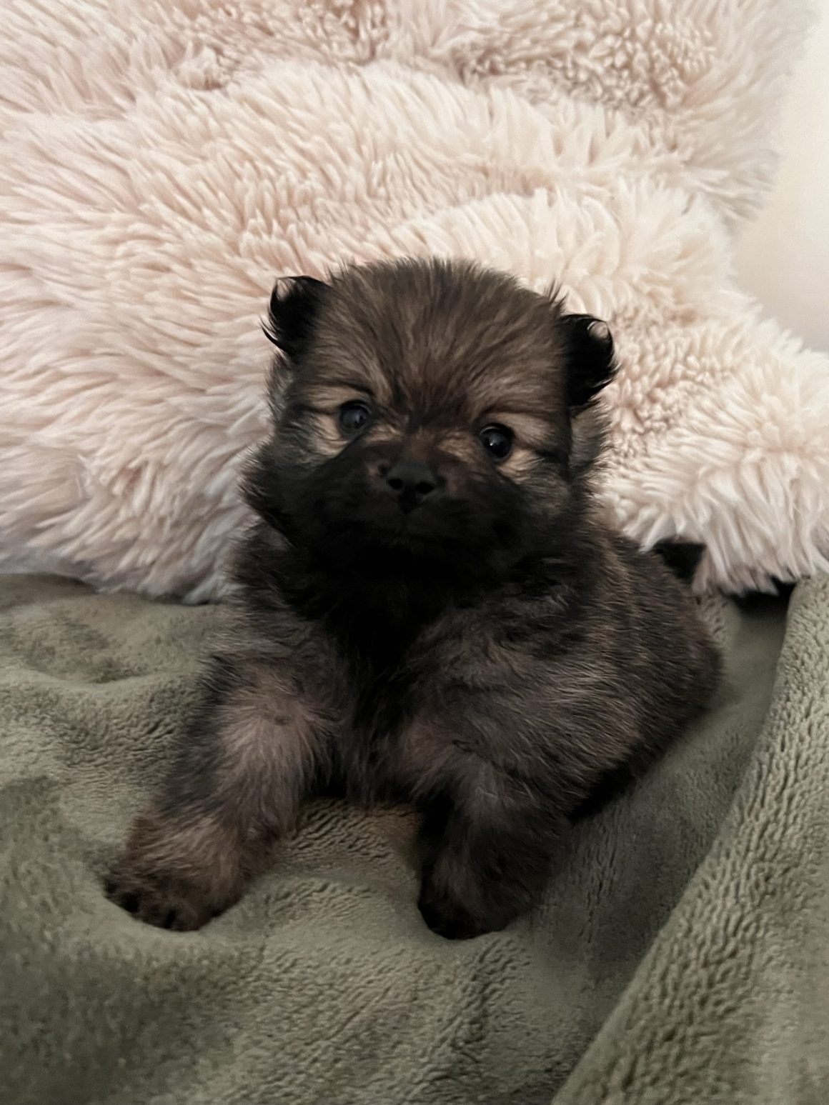Juliet – Baby Girl Pomeranian