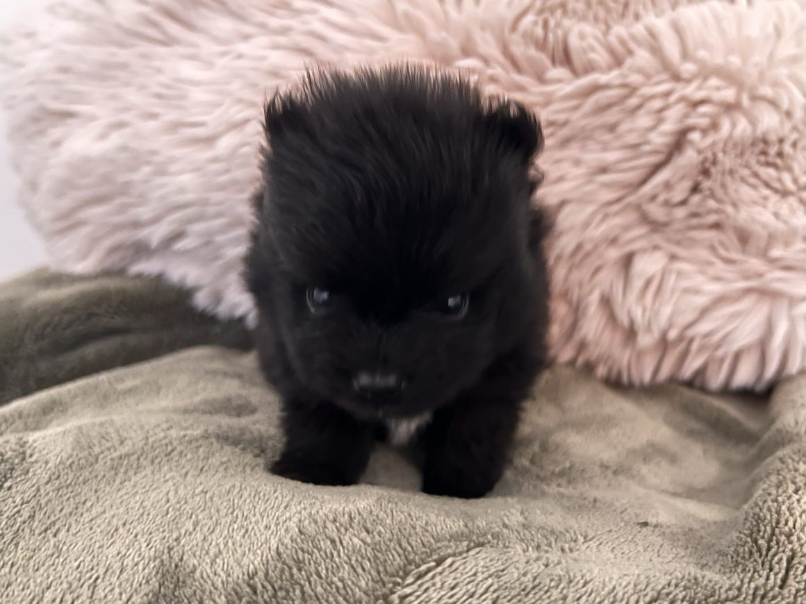 Romeo – Baby Boy Pomeranian