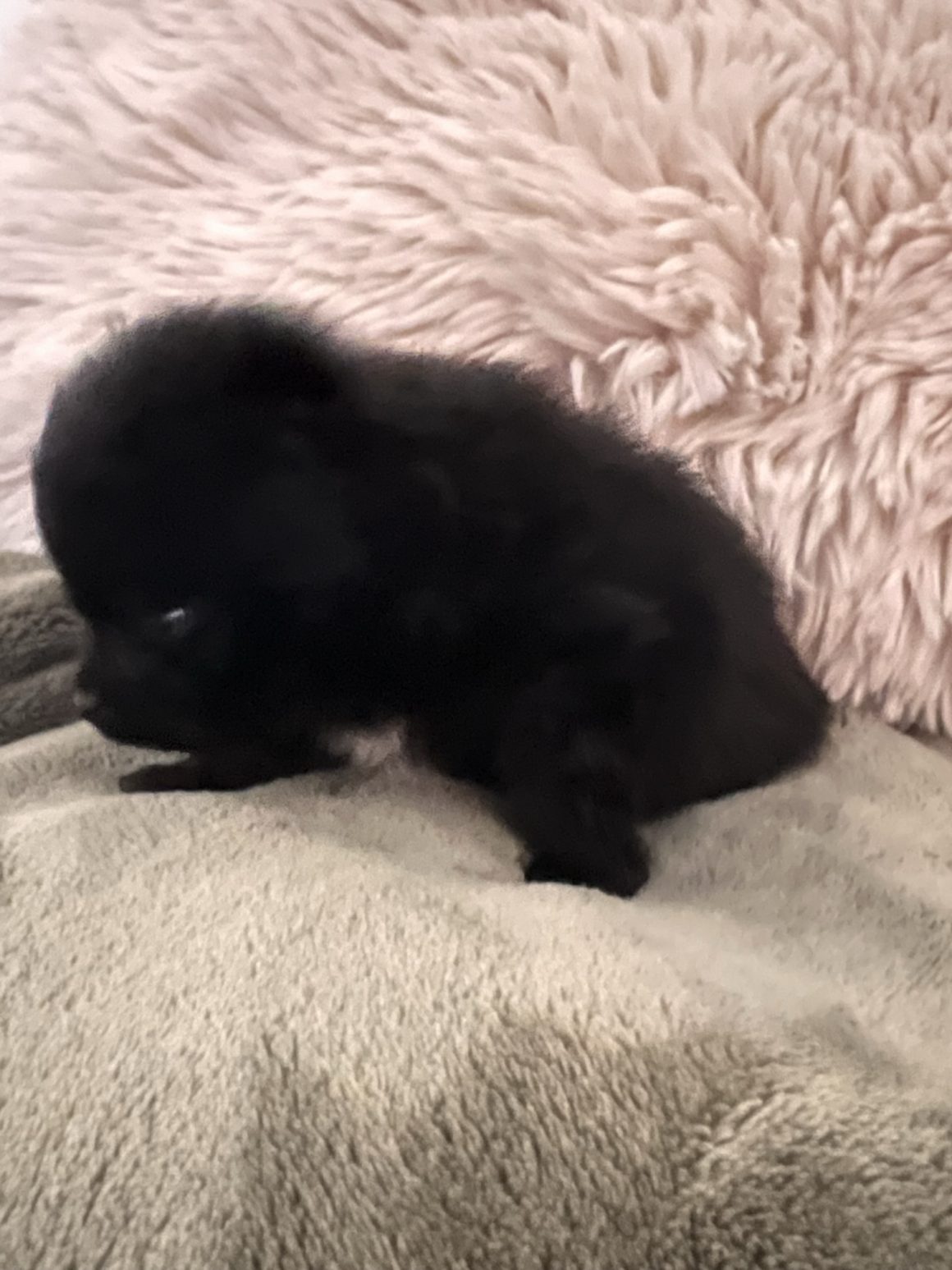 Romeo – Baby Boy Pomeranian