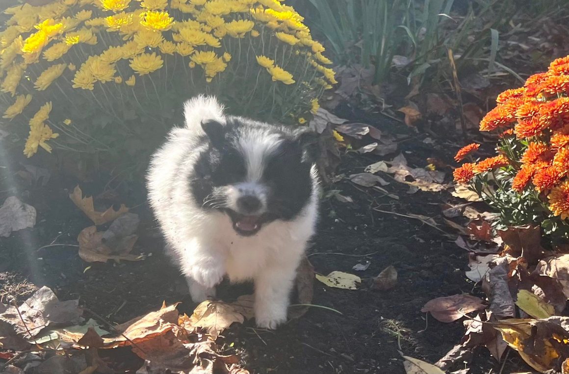 Minnie – Baby Girl Pomeranian