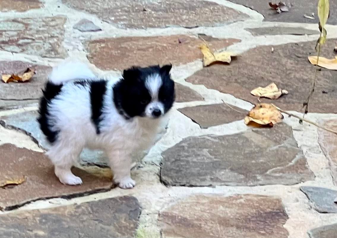 Minnie – Baby Girl Pomeranian