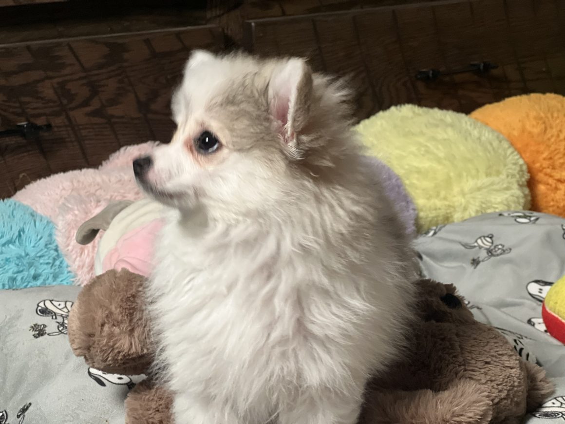 Holly – Baby Girl Pomeranian