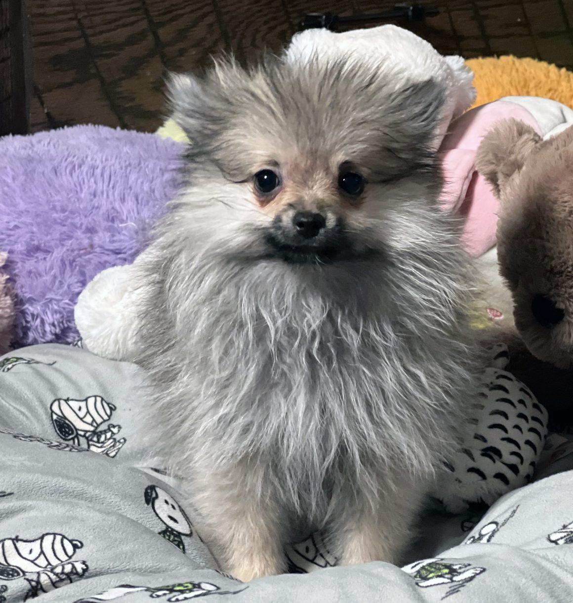 Stella – Baby Girl Pomeranian(pending)
