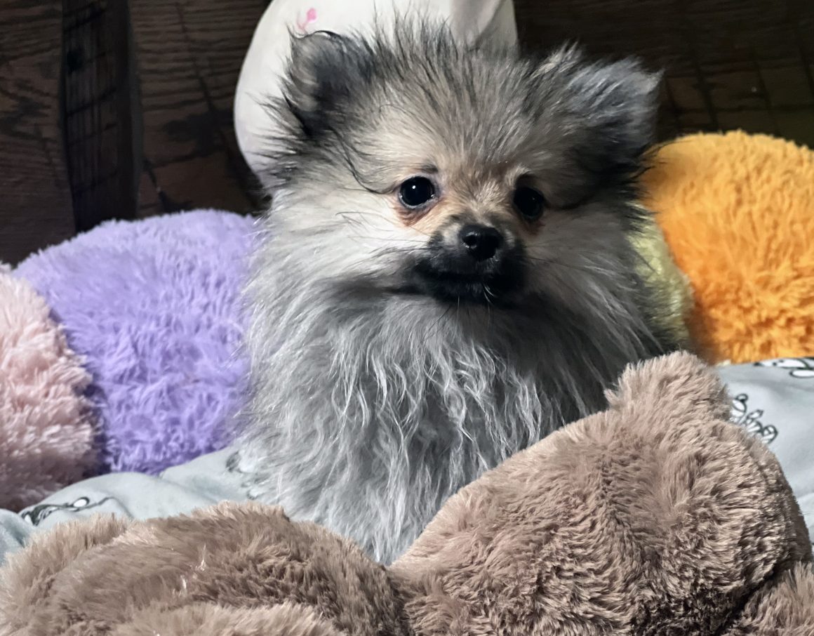 Stella – Baby Girl Pomeranian(pending)