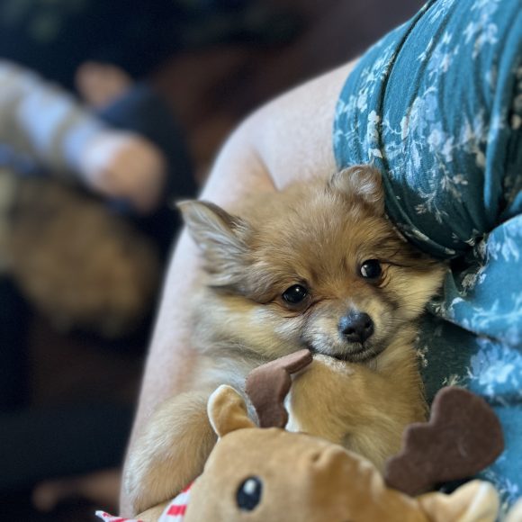Little Susy – Baby Girl Pomeranian