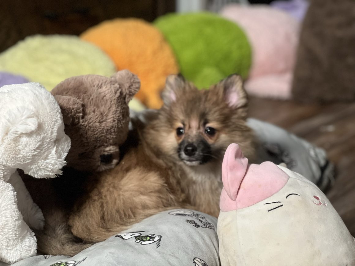 Max – Baby Boy Pomeranian