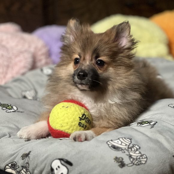 Max – Baby Boy Pomeranian