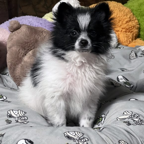 Mickey – Baby Boy Pomeranian