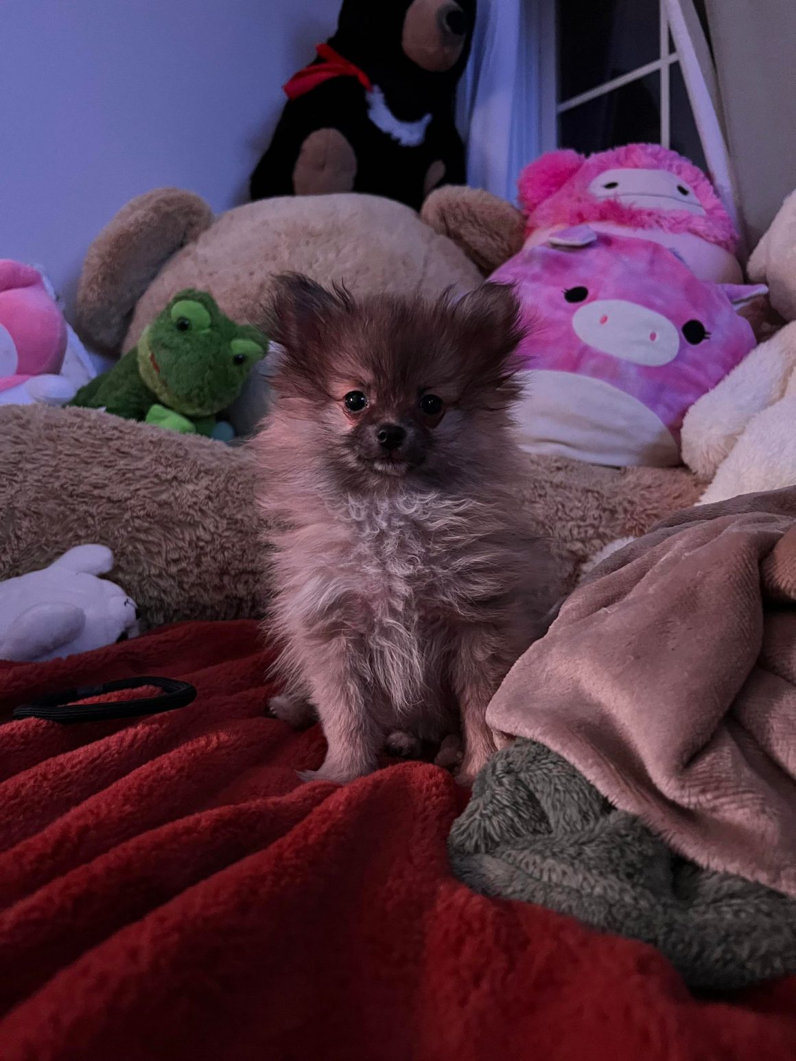 Ginger – Baby Girl Pomeranian