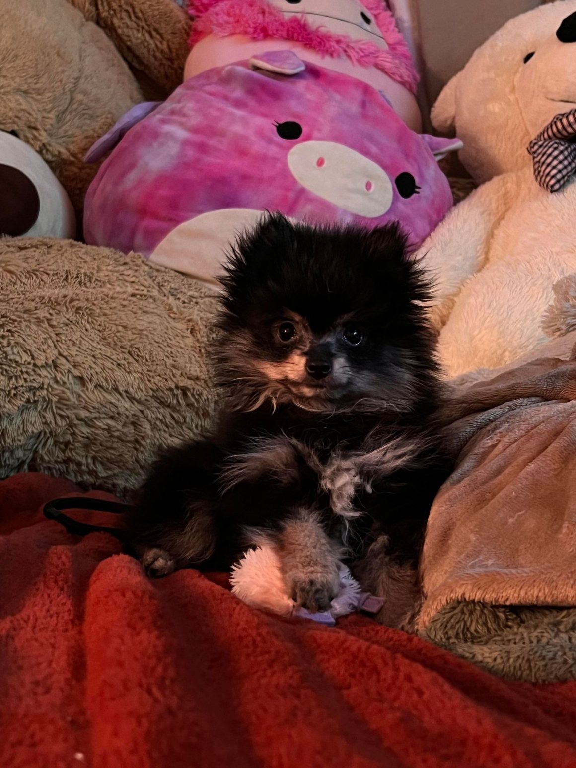 Pete – Baby Boy Pomeranian