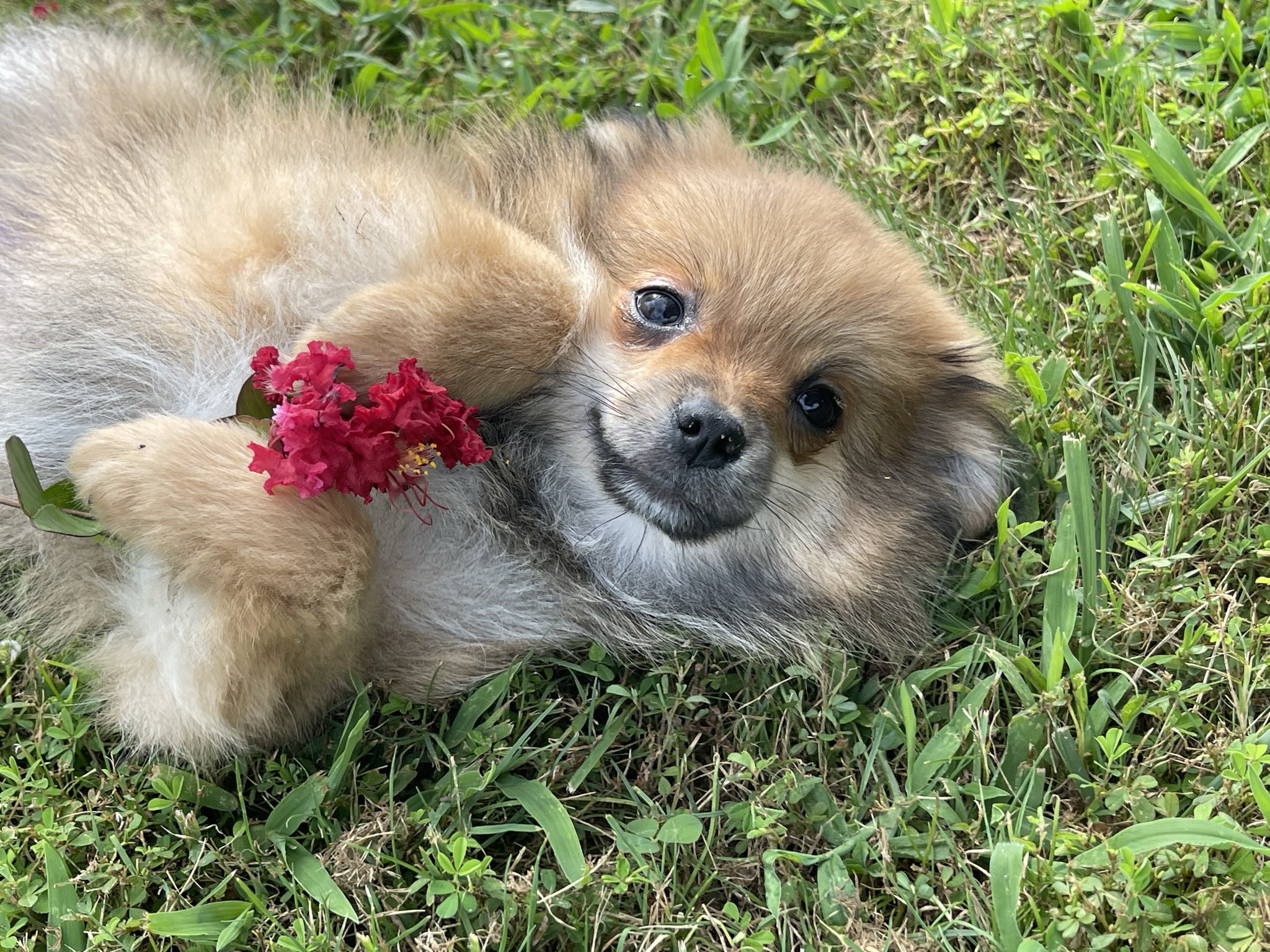 Ruby – Baby Girl Pomeranian (pending)