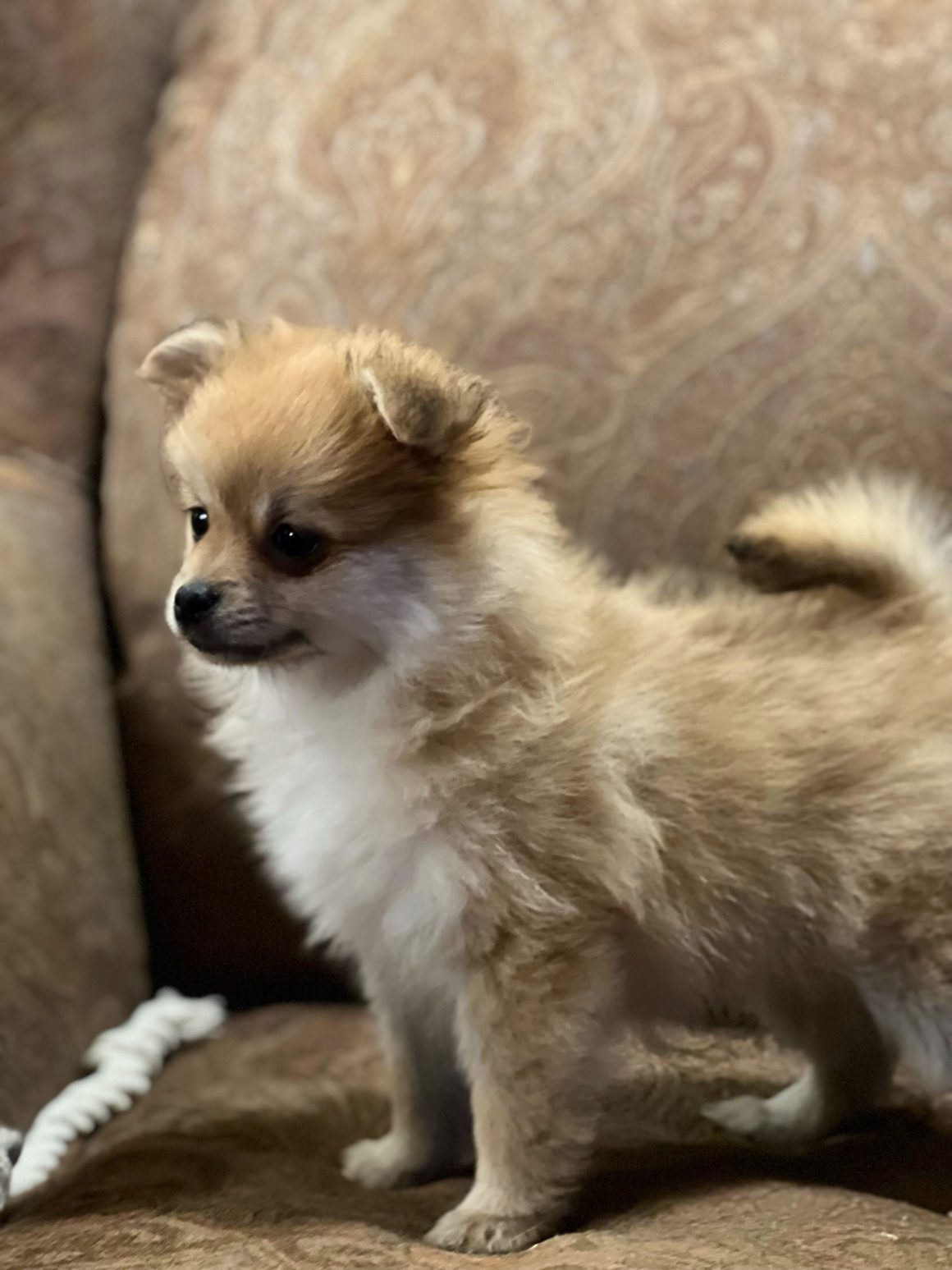 Roxy – Baby Girl Pomeranian