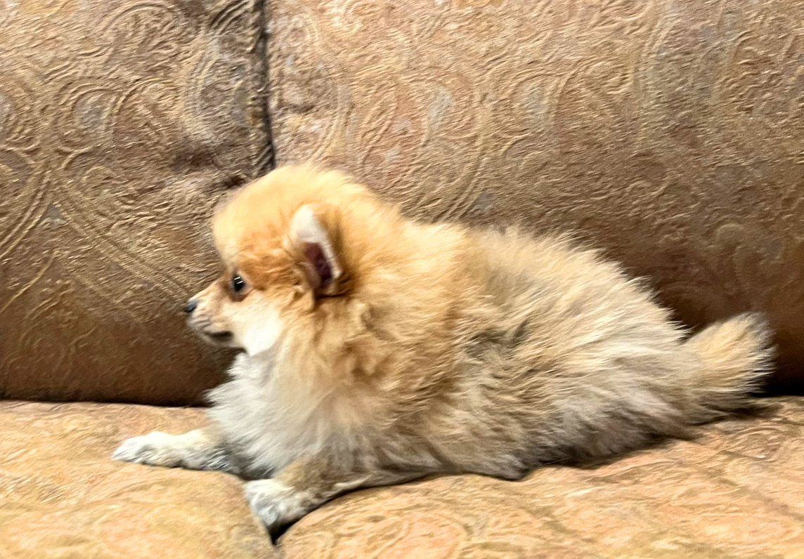 Charlie – Baby Boy Pomeranian