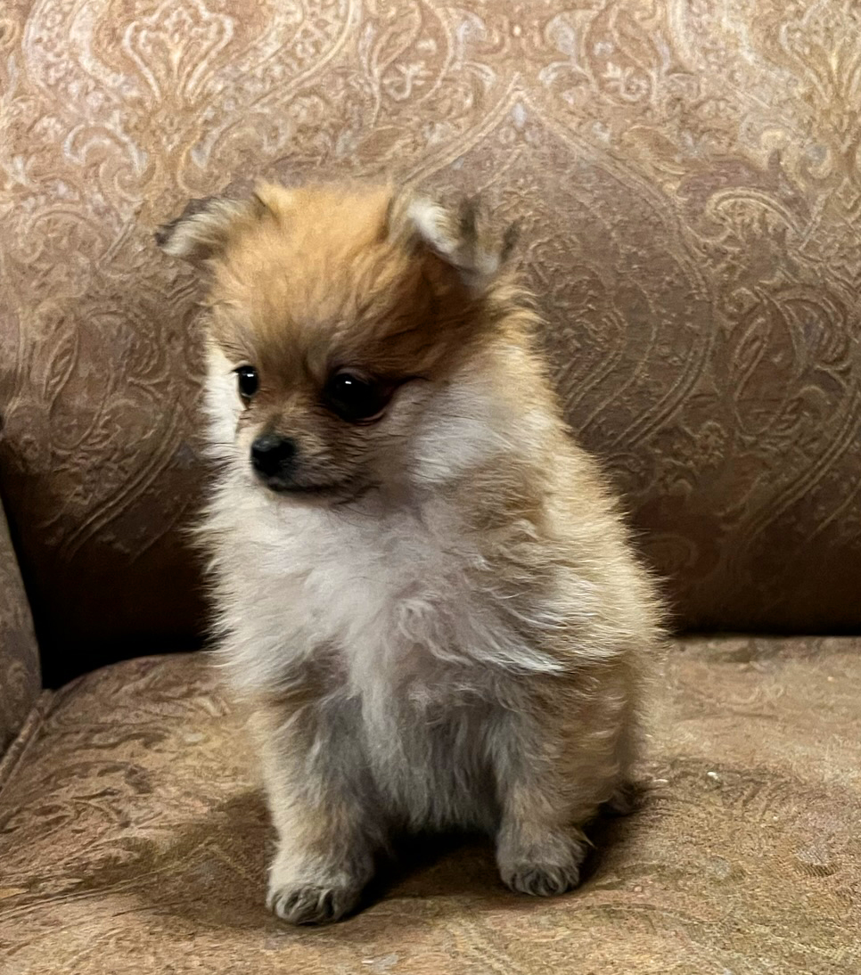 Charlie – Baby Boy Pomeranian