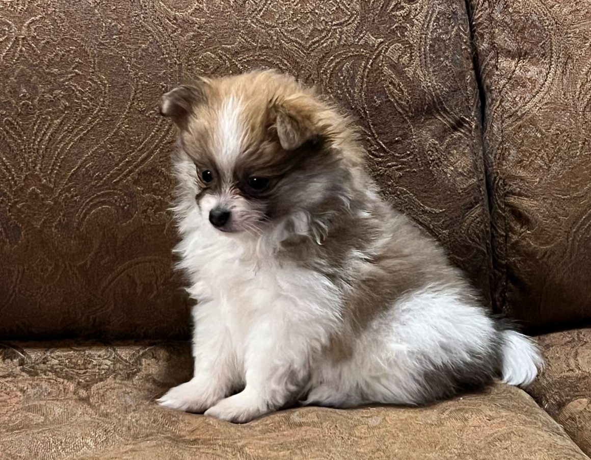 Baby Girl Sadie – Pomeranian