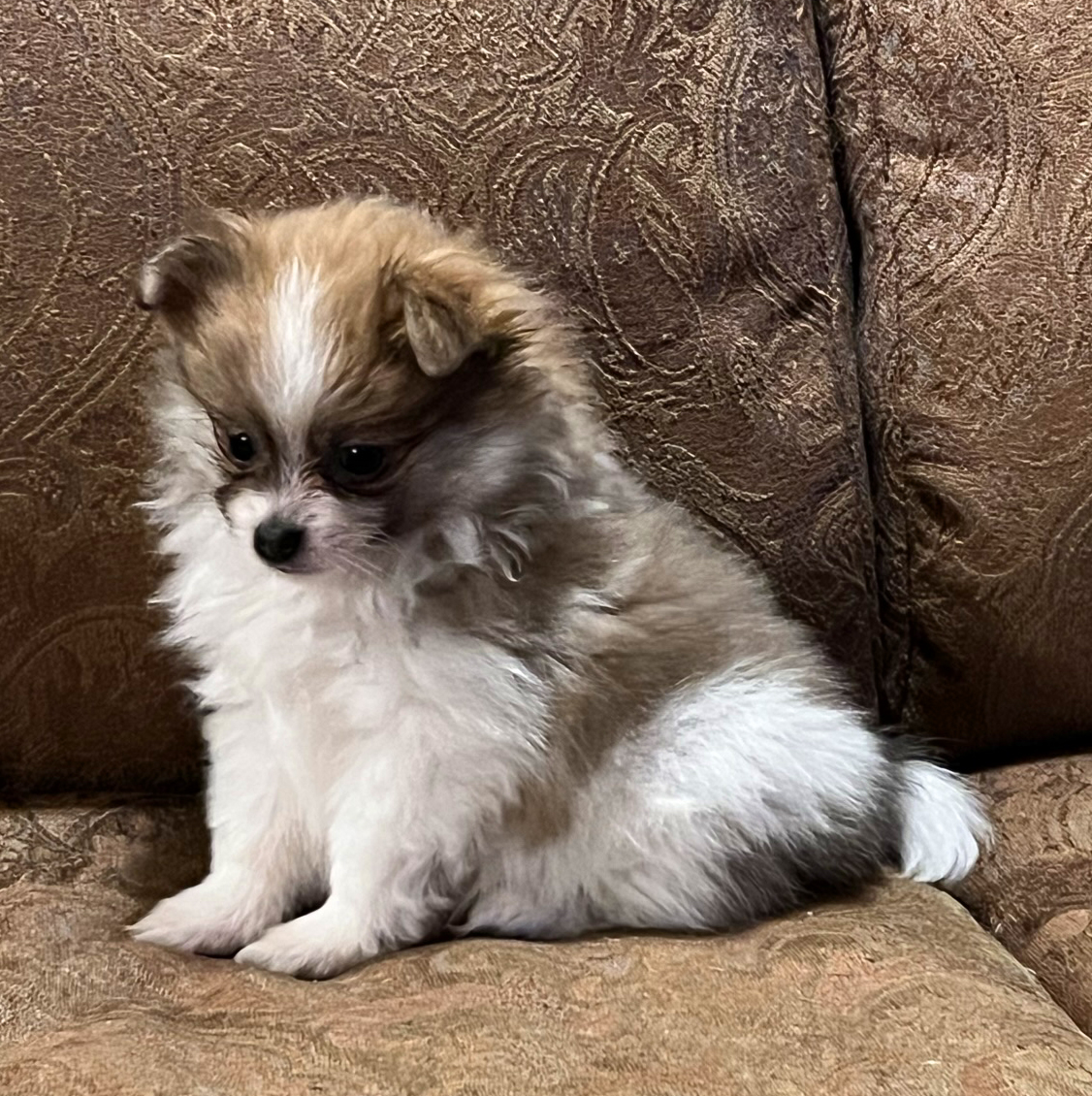 Baby Girl Sadie – Pomeranian