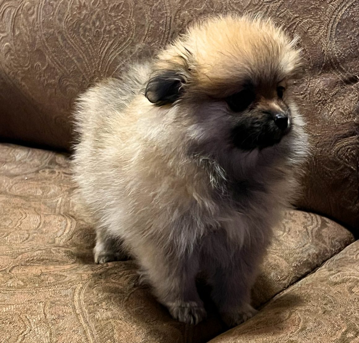 Cooper – Baby Boy Pomeranian
