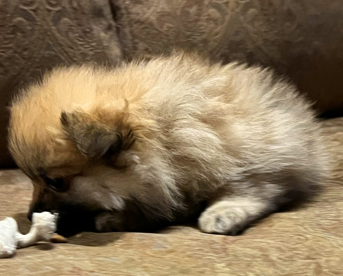 Cooper – Baby Boy Pomeranian