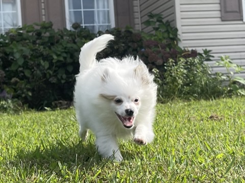 Milo – baby boy Pomeranian (Pending)