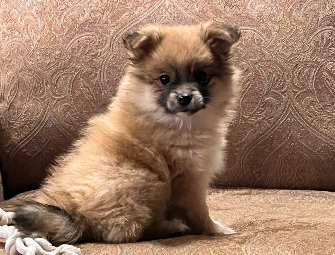 Amy – Baby Girl Pomeranian