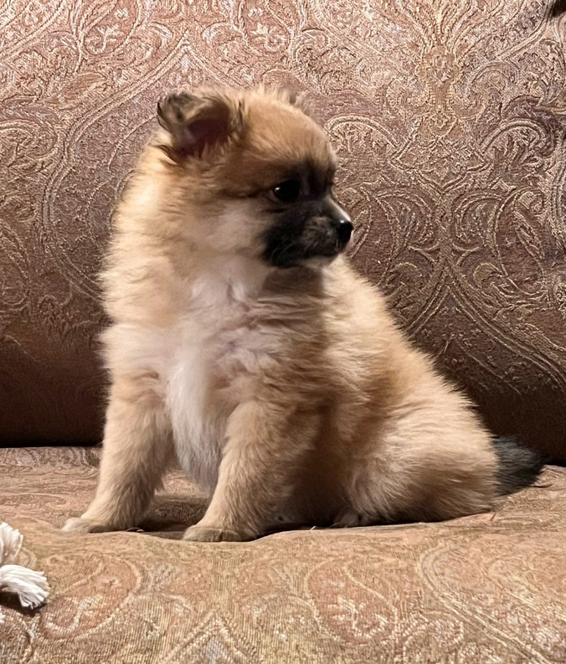 Amy – Baby Girl Pomeranian