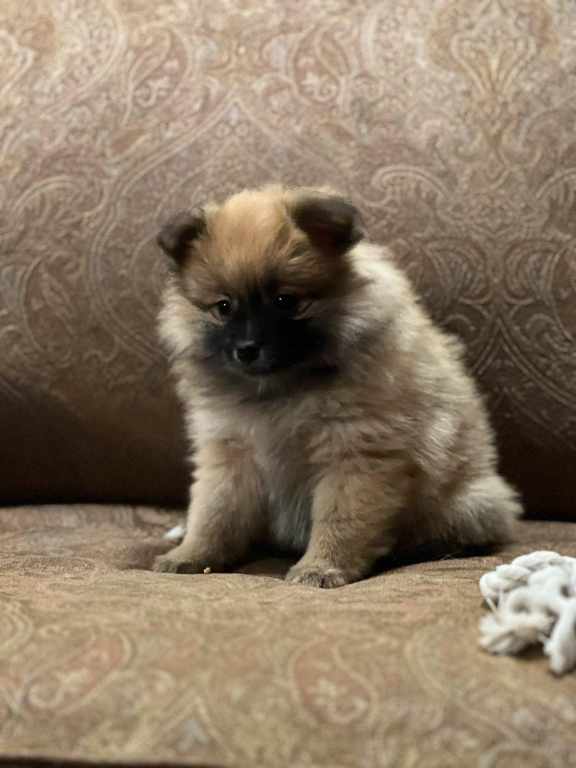 Jenny – Baby Girl Pomeranian