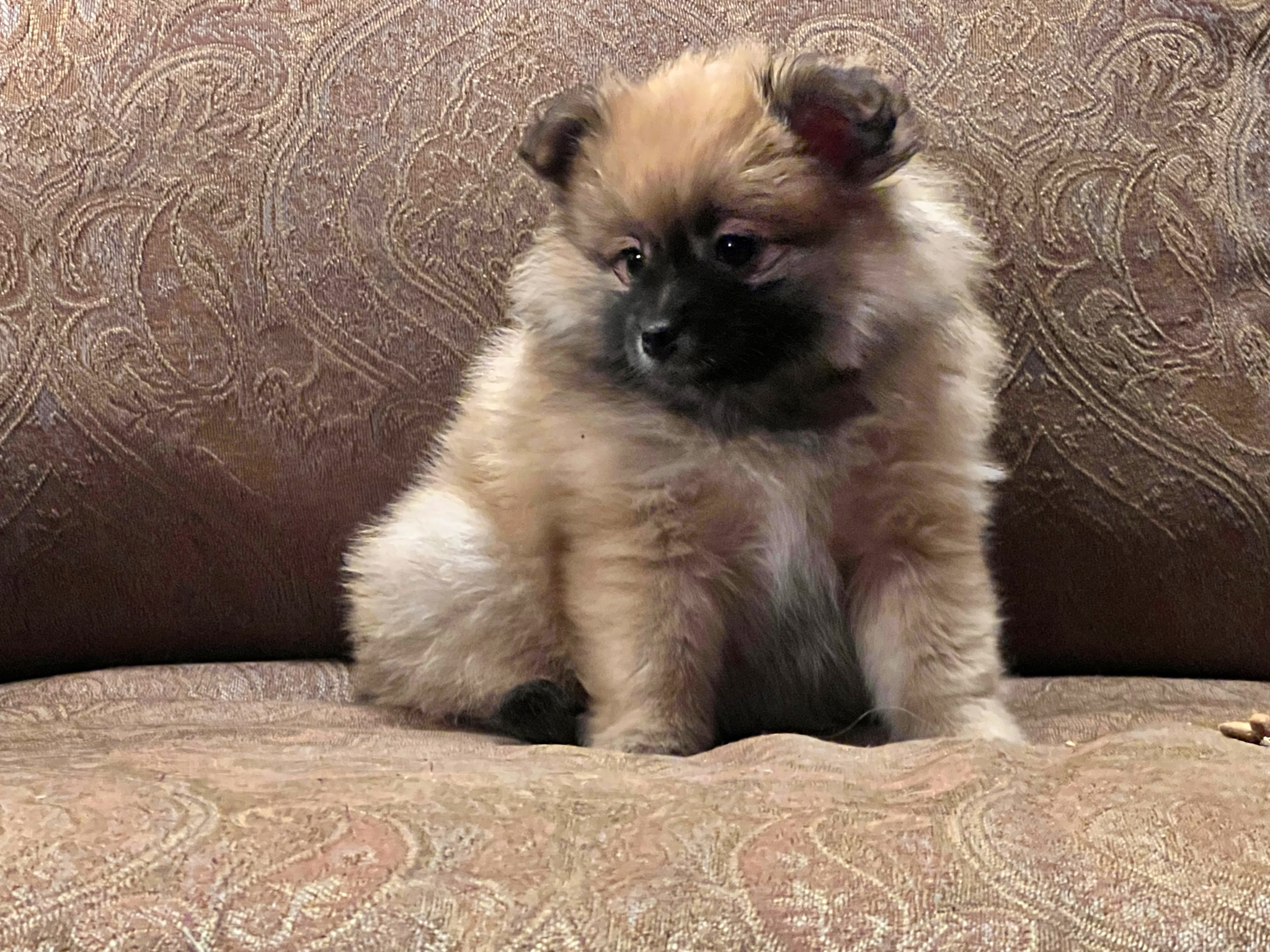 Jenny – Baby Girl Pomeranian