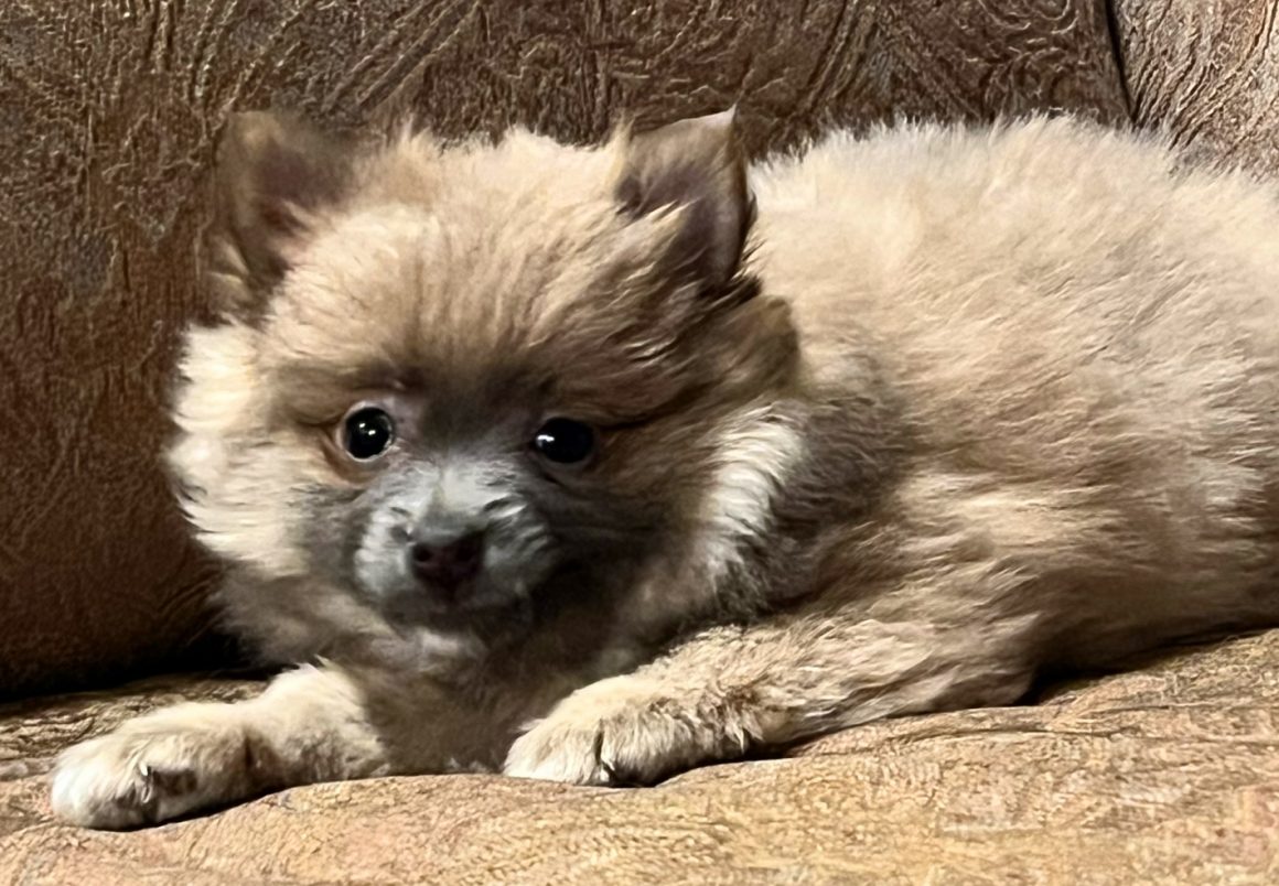 Toby – Baby Boy Pomeranian