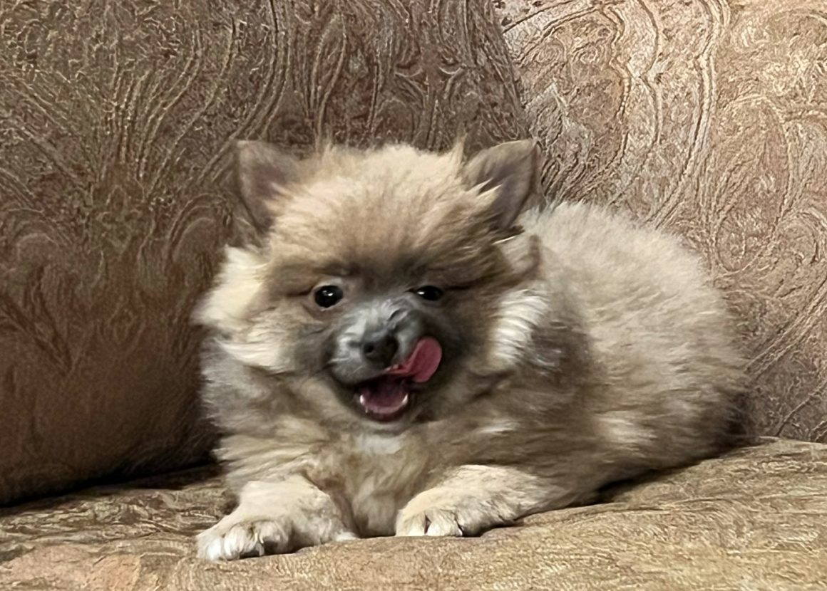 Toby – Baby Boy Pomeranian