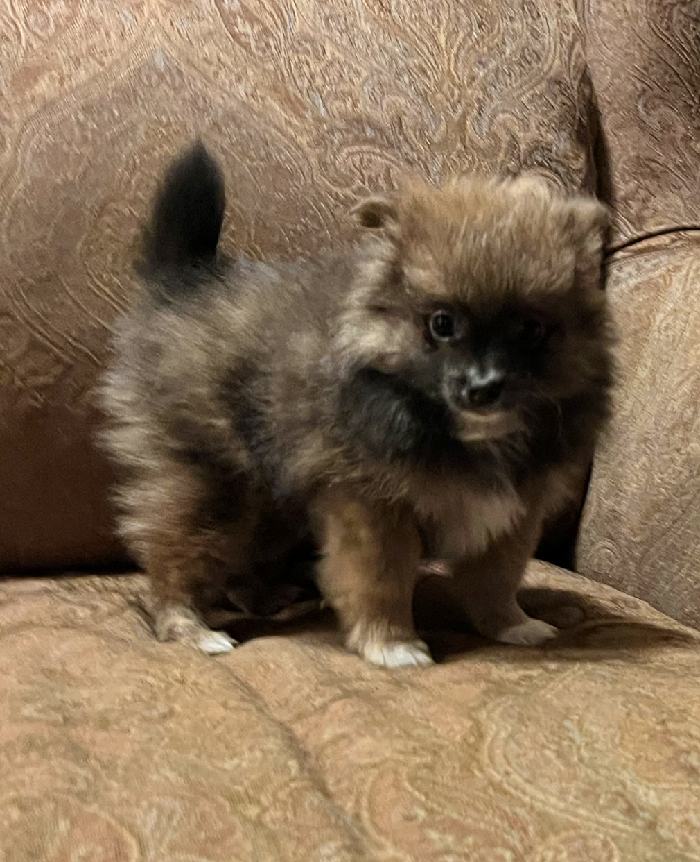 Sally – Baby Girl Pomeranian